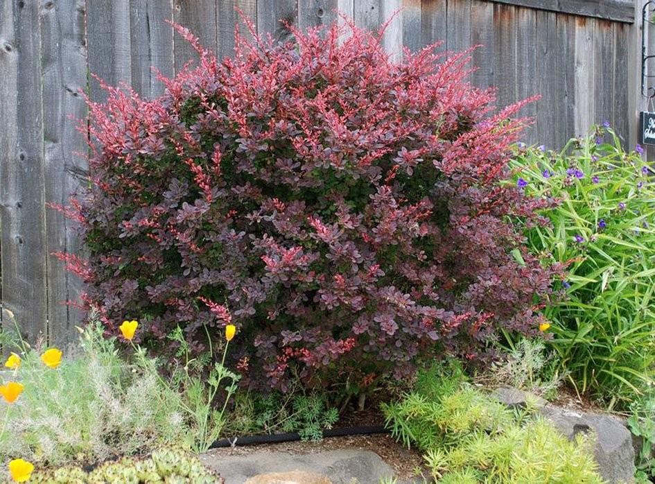Berberis thunbergii ‘Ruby Star’ tihe ja ümar kukerpuu tumepunase lehestikuga.