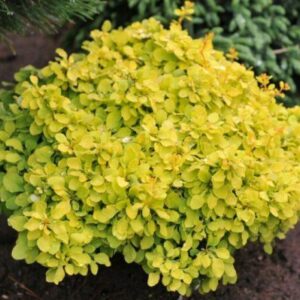 Berberis thunbergii ‘Tiny Gold’ madal ümar kukerpuu erkkollase lehestikuga.