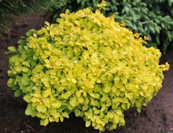 Berberis thunbergii ‘Tiny Gold’ madal ümar kukerpuu erkkollase lehestikuga.