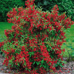 Weigela florida ‘Red Prince’ erkpunaste kellukakujuliste õitega põõsas rohelise lehestikuga.