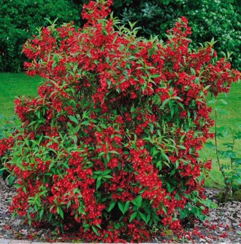 Weigela florida ‘Red Prince’ erkpunaste kellukakujuliste õitega põõsas rohelise lehestikuga.