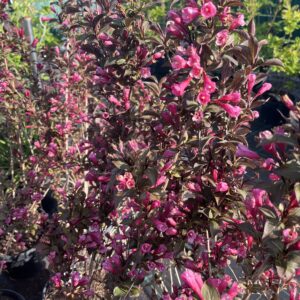 Weigela florida ‘Victoria’ tumedate lehtede ja roosade kellukakujuliste õitega põõsas aias.