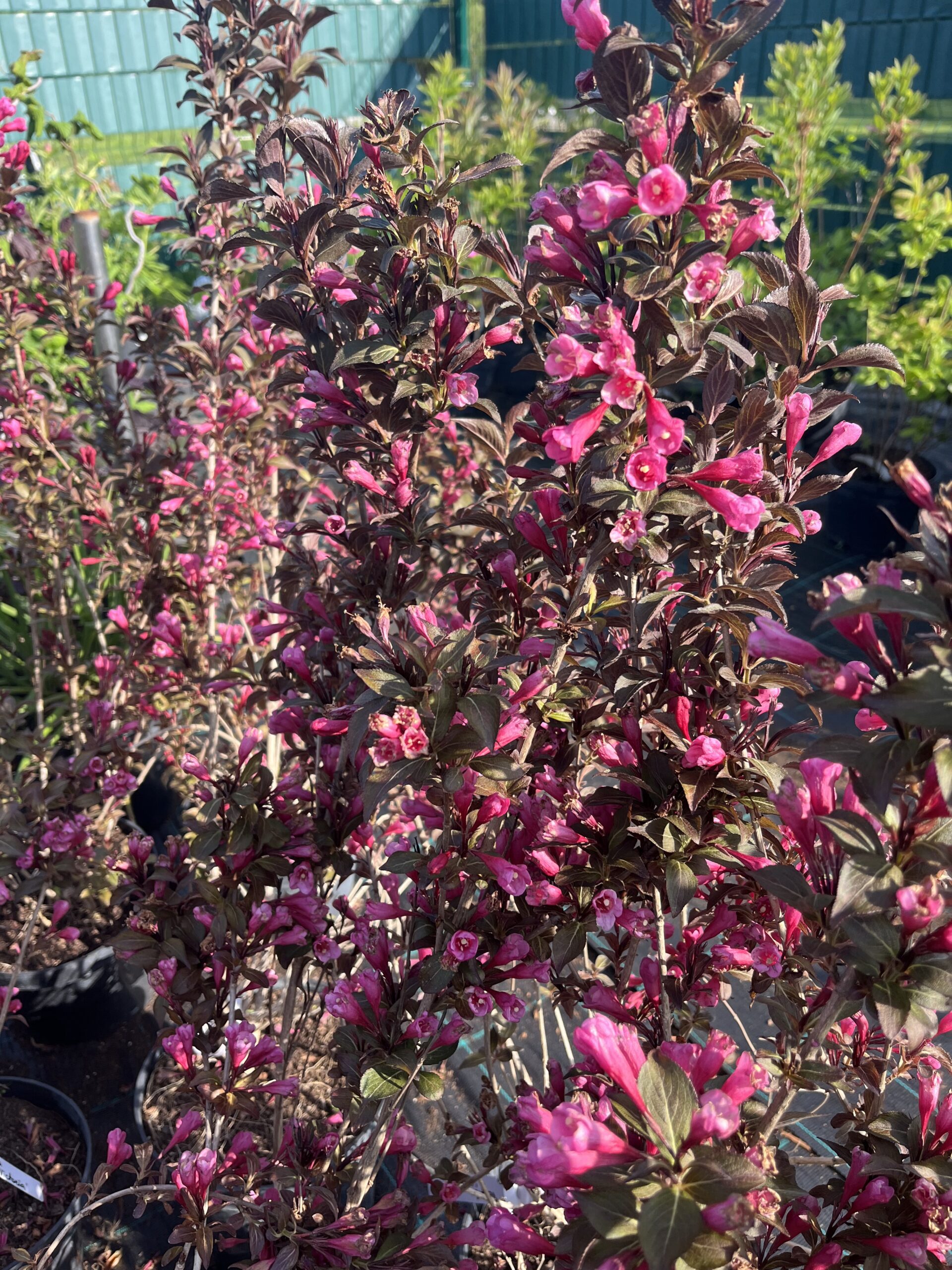 Weigela florida ‘Victoria’ tumedate lehtede ja roosade kellukakujuliste õitega põõsas aias.
