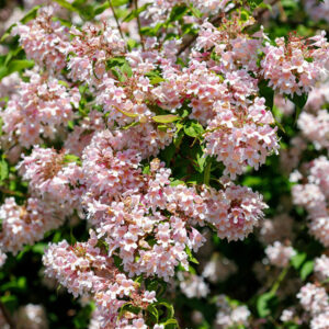 Deutzia ‘Rosea Plena’ aed-deutsia roosade täidisõitega dekoratiivne põõsas.