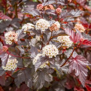 Physocarpus opulifolius ‘Diabolo’ tumeda lehestiku ja valgete õitega põõsas aias.