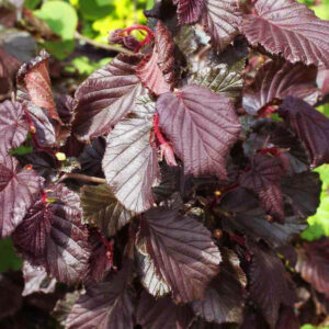 Corylus avellana ‘Red Majestic’ harilik sarapuu keerdus okste ja tumepunase lehestikuga dekoratiivne põõsas.