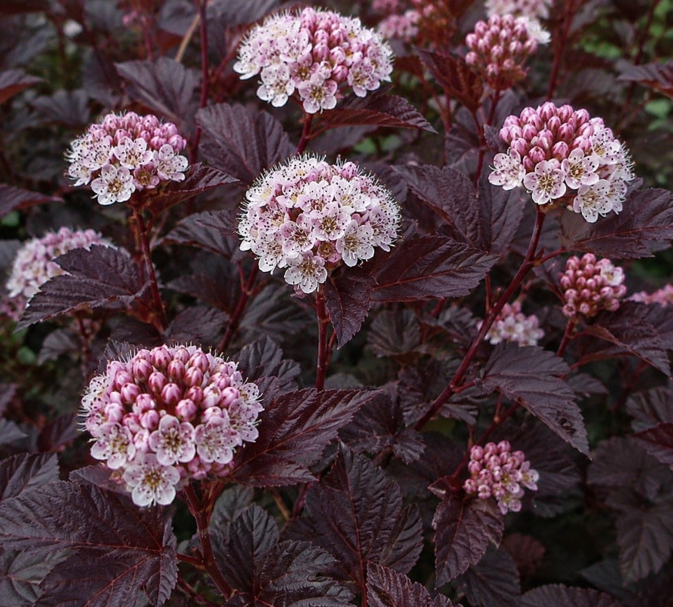 Physocarpus opulifolius ‘Andre’ lodjap-põisenelas tumepunaste lehtede ja roosakasvalgete õitega põõsas.