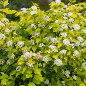 Physocarpus opulifolius ‘Dart’s Gold’ lodjap-põisenelas kollakasroheliste lehtede ja valgete õiekobaratega põõsas.