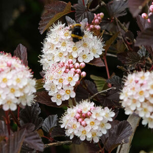 Physocarpus opulifolius ‘Diable d’Or’ lodjap-põisenelas tumedate lehtede ja valgete õiekobaratega põõsas.