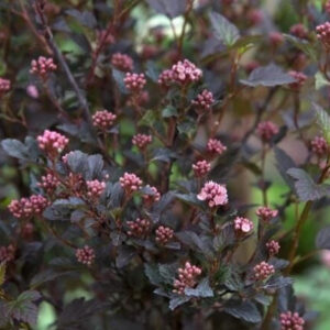 Physocarpus opulifolius ‘Little Devil’ lodjap-põisenelas tumeda lehestiku ja roosade õiepungadega kompaktne põõsas.