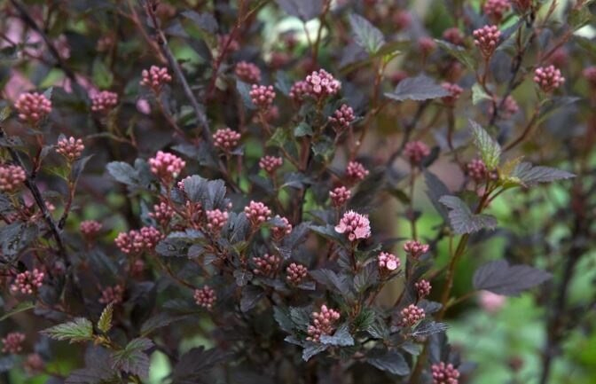Physocarpus opulifolius ‘Little Devil’ lodjap-põisenelas tumeda lehestiku ja roosade õiepungadega kompaktne põõsas.