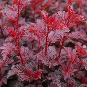 Physocarpus opulifolius ‘Red Baron’ lodjap-põisenelas erkpunaste ja bordoopunaste lehtedega dekoratiivne põõsas.