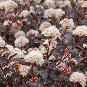Physocarpus opulifolius ‘Zdechovice’ lodjap-põisenelas tumebordoo lehestiku ja valgete õiekobaratega põõsas.