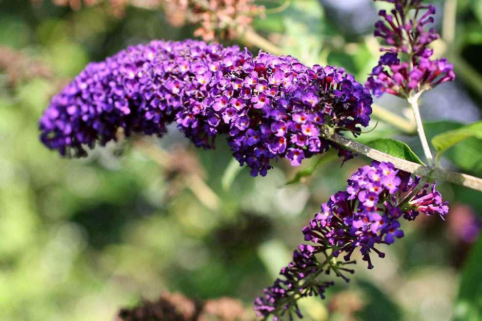 Buddleja davidii ‘Black Knight’ suvelilla tumelillade õiekobaratega dekoratiivne põõsas.