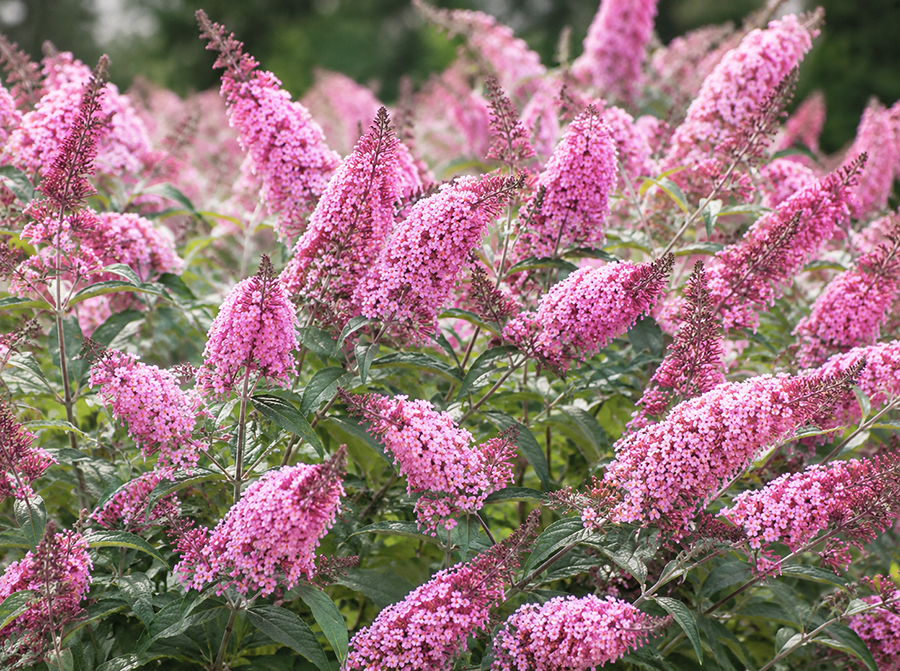 Buddleja davidii ‘Pink Panther’ suvelilla erkroosade õiekobaratega dekoratiivne põõsas.