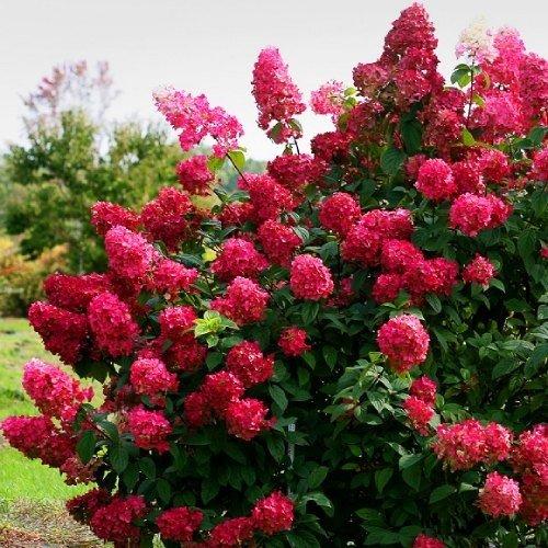 Hydrangea paniculata ‘Diamant Rouge’ hortensia sügavroosade ja punakate õisikutega aias.