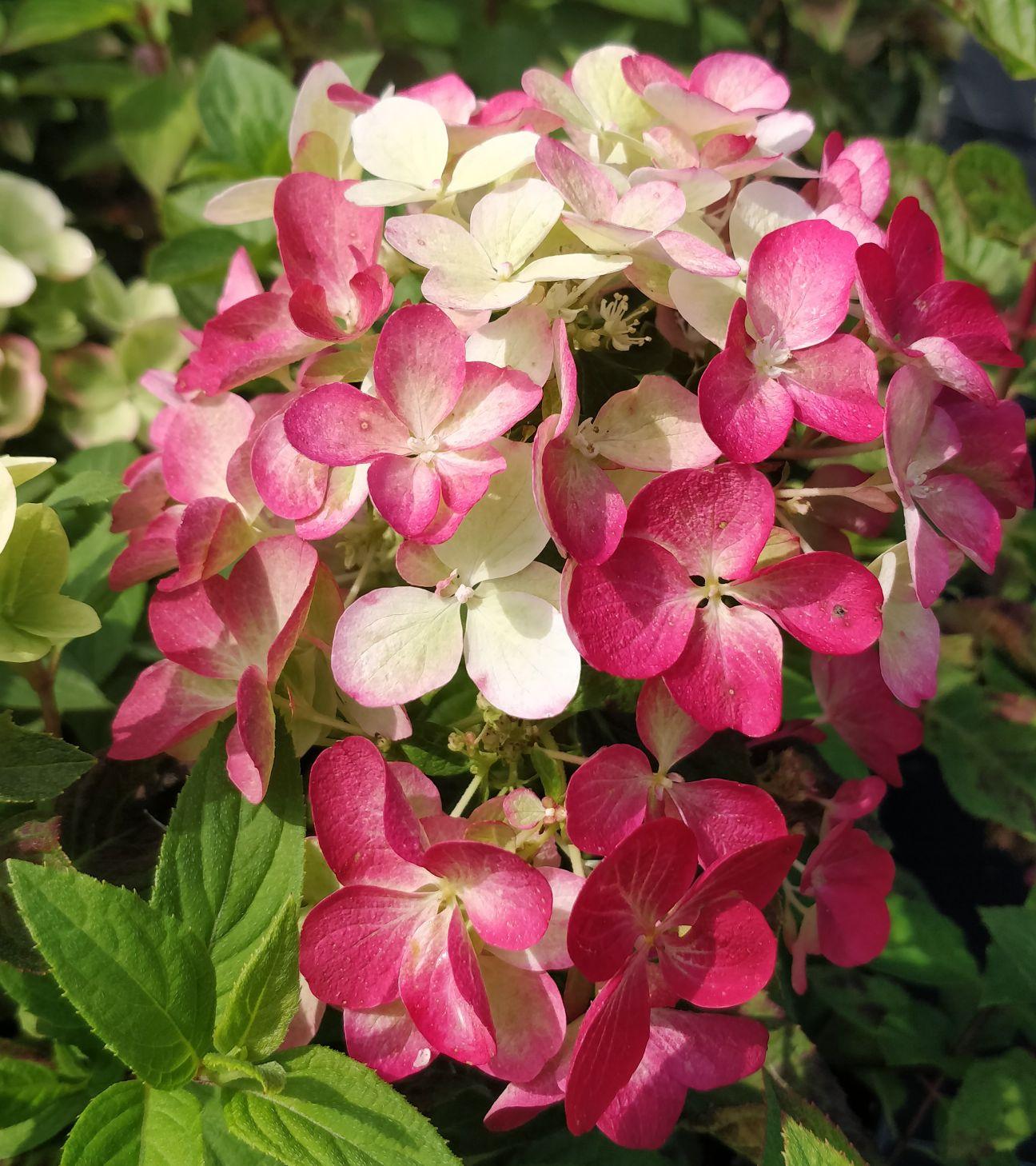 Hydrangea paniculata ‘Diamant Rouge’ hortensia sügavroosade ja punakate õisikutega aias.