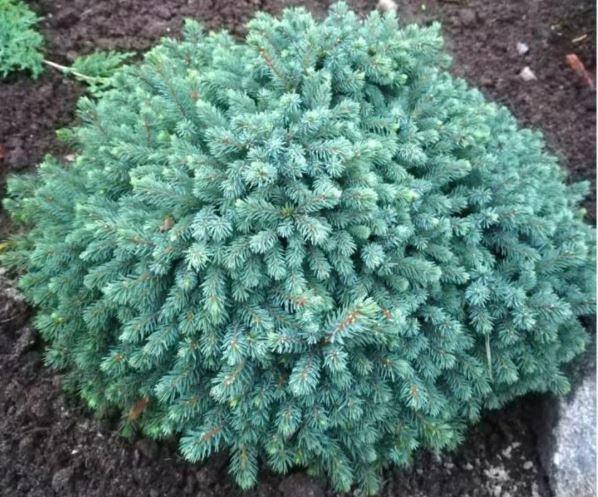 Picea glauca ‘Echiniformis’ Kanada kuusk madala ja padjakujulise kasvuga tiheda rohelise okastikuga.