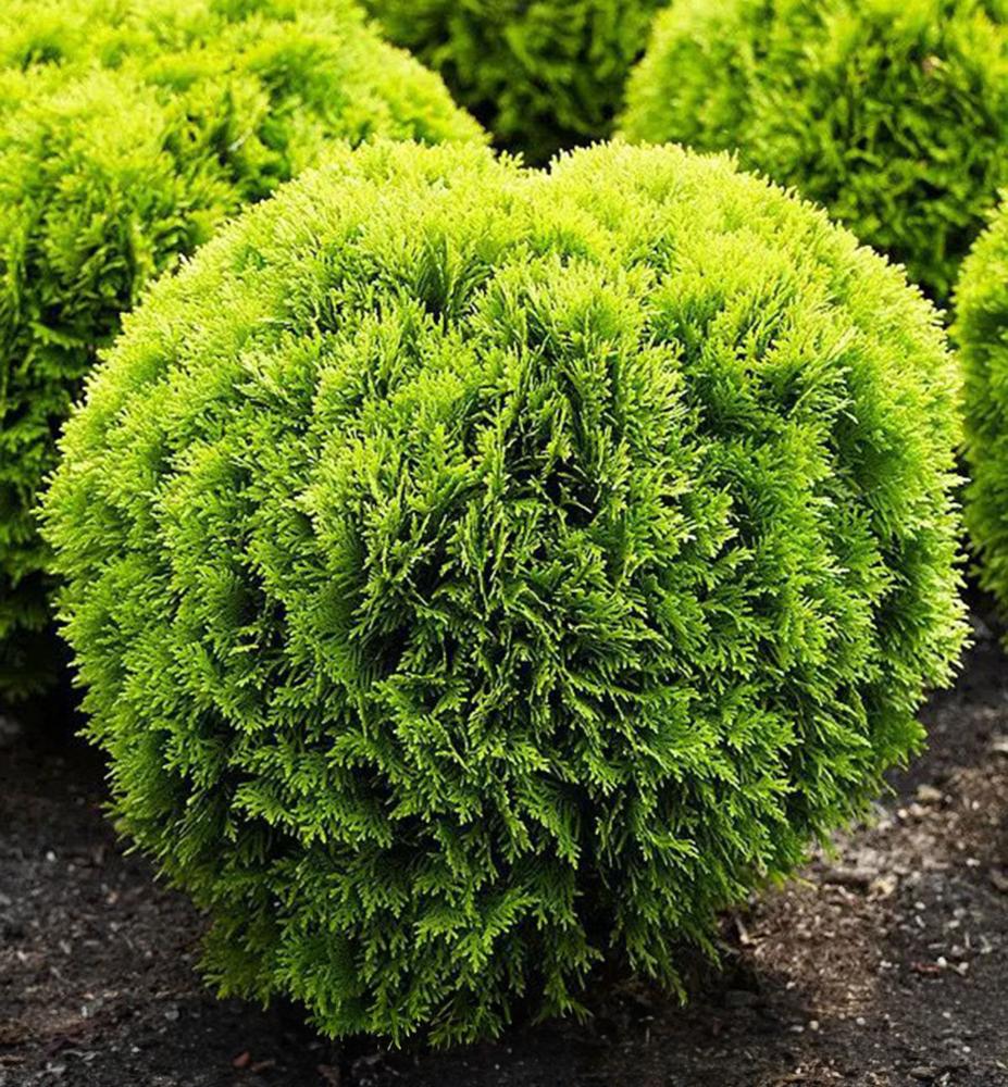 Thuja occidentalis ‘Mirjam’ harilik elupuu erkrohelise ümmarguse kasvukujuga põõsas.