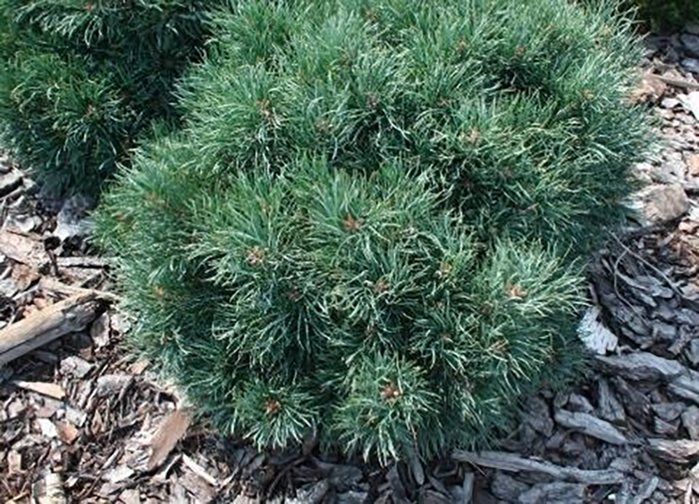 Pinus sylvestris ‘Frensham’ harilik mänd kompaktse ümarapoolse kasvukujuga ja roheliste okastega.