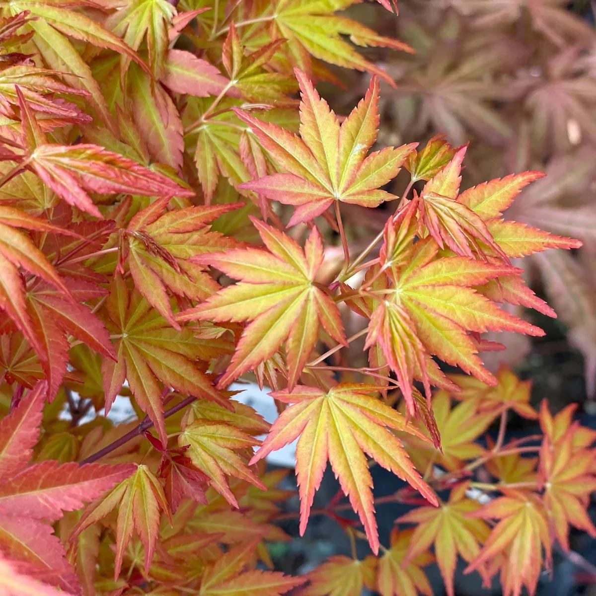 Acer palmatum ‘Akane’ jaapani vaher oranžikaspunase lehestikuga.