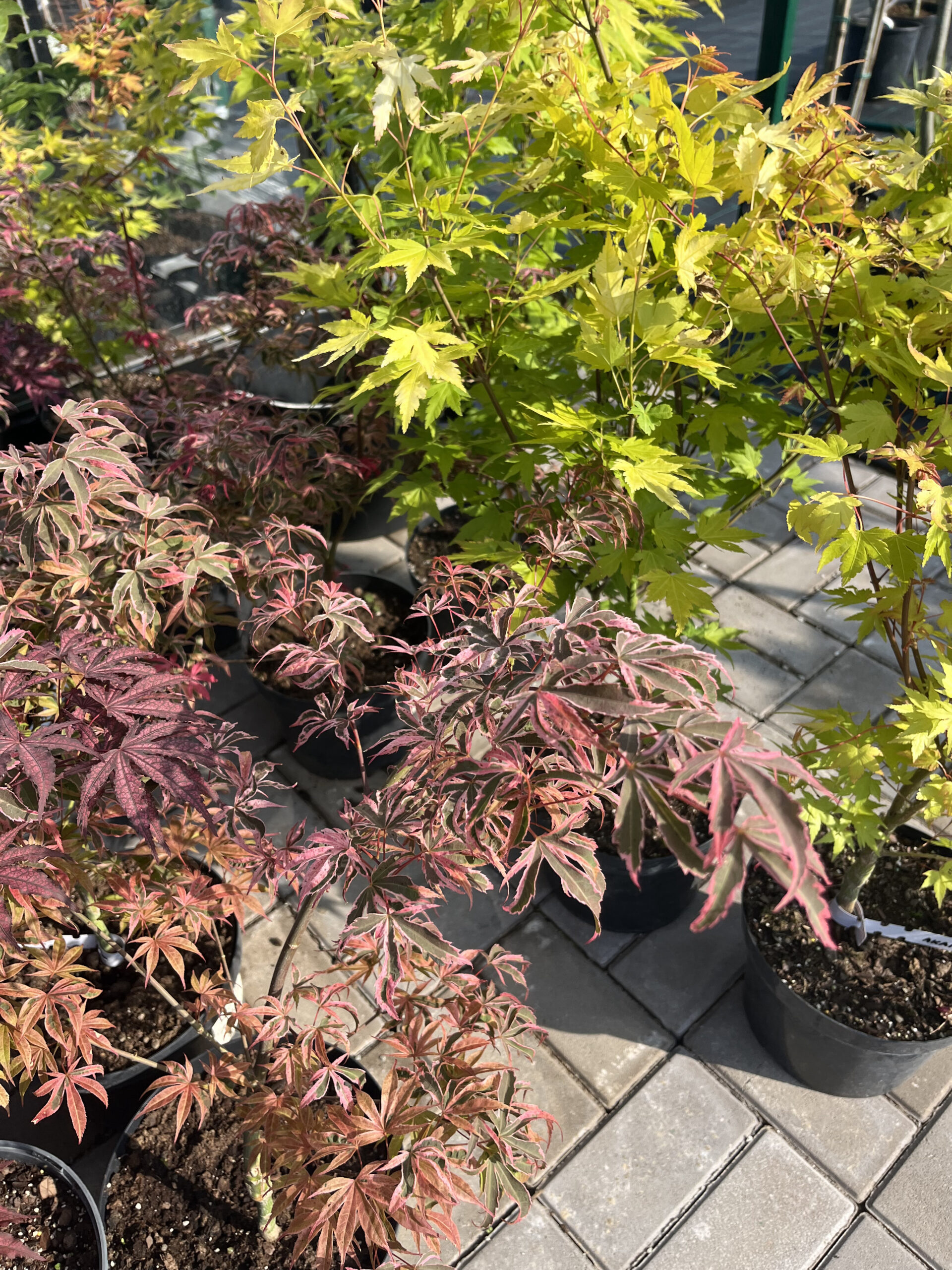 Acer palmatum ‘Geisha Gone Wild’ jaapani vaher kirju roosa, punase ja kreemika lehestikuga.