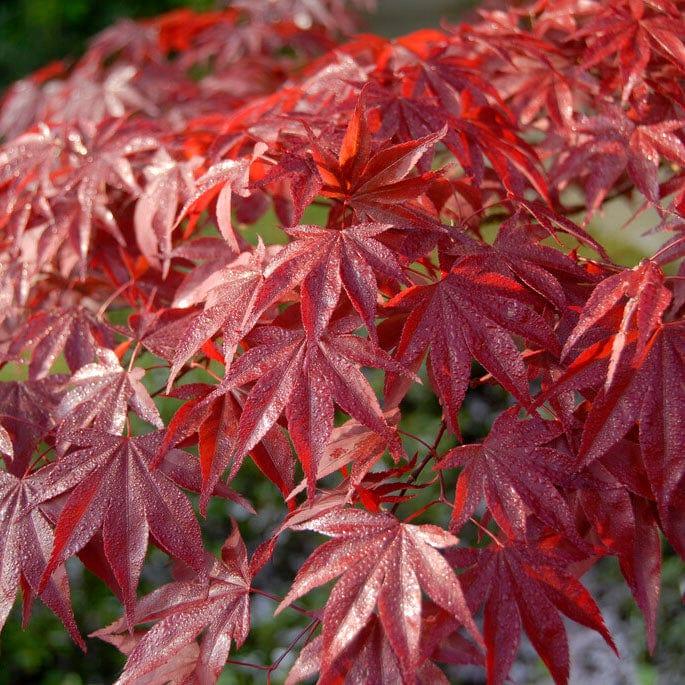 Acer palmatum ‘Red Emperor’ jaapani vaher tumepunase lehestikuga laiuva kasvukujuga.