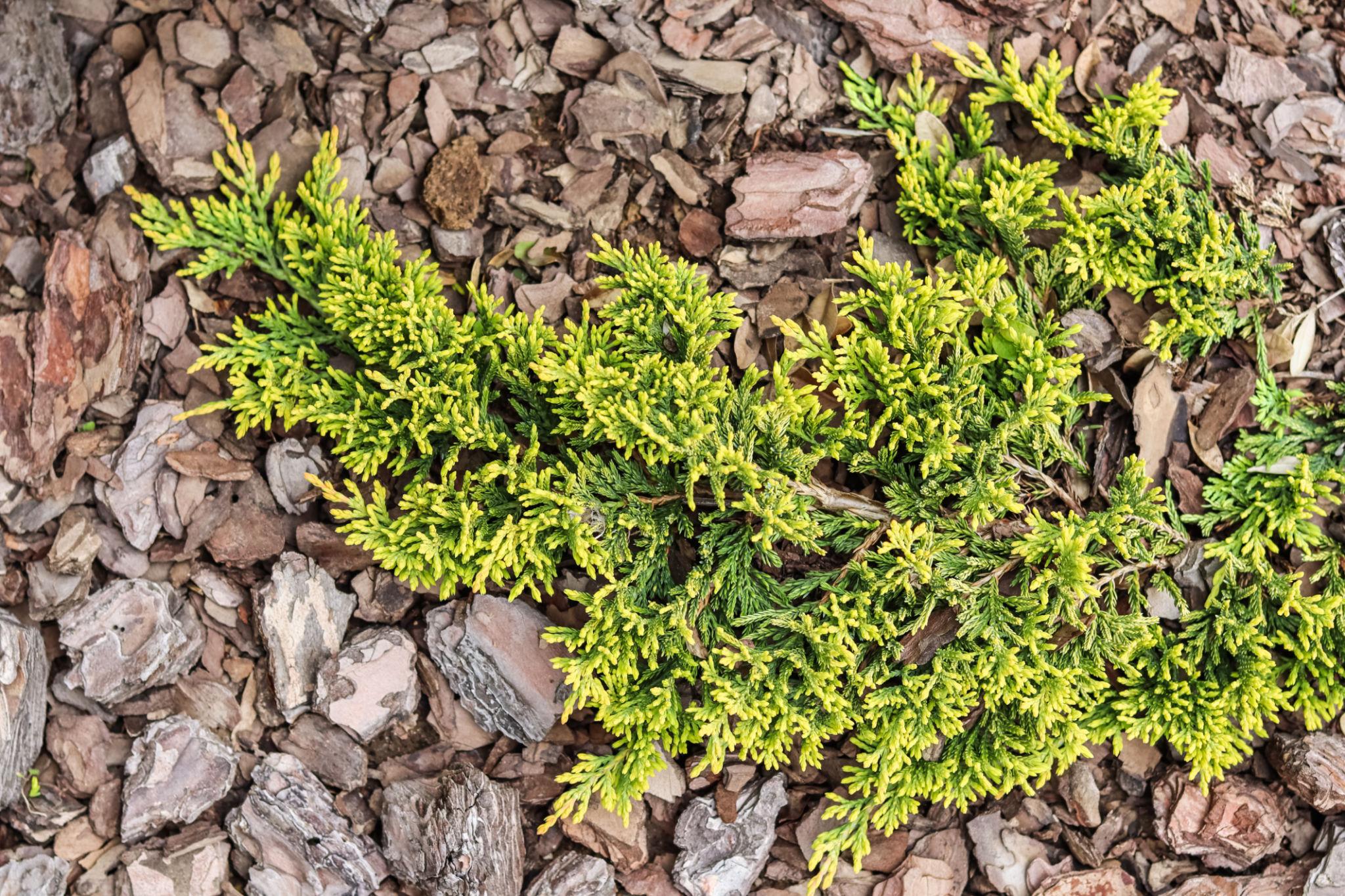 Juniperus horizontalis ‘Golden Carpet’ roomav kadakas kollakasrohelise tiheda okastikuga pinnakattetaim.