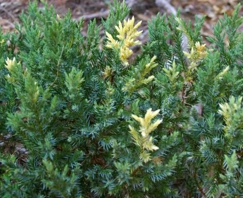 Juniperus chinensis ‘Expansa Variegata’ kadakas rohelise okastiku ja kreemikaskollaste laikudega.