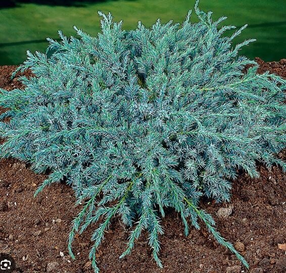 Juniperus horizontalis ‘Blue Carpet’ roomav kadakas sinakashalli tiheda okastikuga pinnakattetaim.
