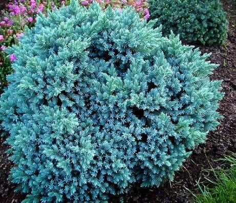 Juniperus squamata ‘Blue Star’ kirju kadakas sinakashalli tiheda okastikuga kompaktne põõsas.