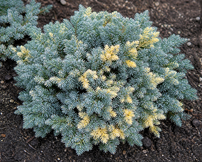 Juniperus ‘Floreant’ kirju kadakas sinakashalli okastiku ja kollakate võrsetippudega kompaktne põõsas.