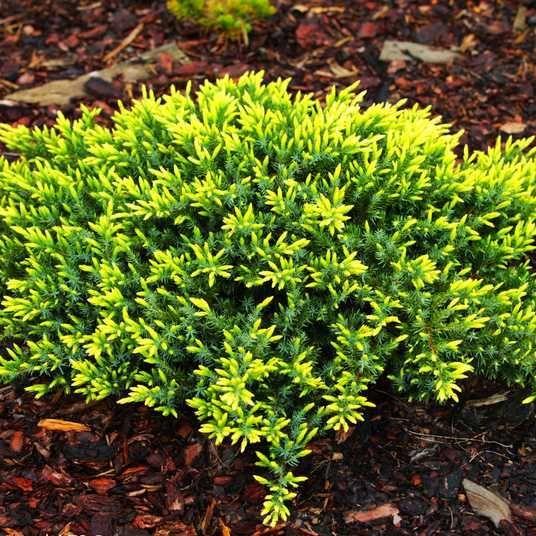 Juniperus conferta ‘Sunflower’ ranniku kadakas kollakasrohelise okastikuga madal laiuv põõsas.