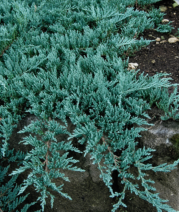 Juniperus horizontalis ‘Glacier’ roomav kadakas sinakashalli okastikuga pinnakattetaim.