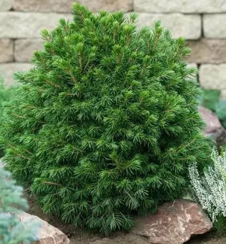 Picea glauca ‘Tompa’ (Kanada kuusk) tihe ja ümar kääbusvorm aias kivide vahel.