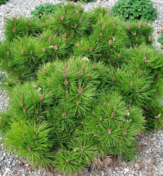 Pinus nigra ‘Bambino’ must mänd tiheda ümarapoolse kasvukujuga ja roheliste okastega kompaktne põõsas.