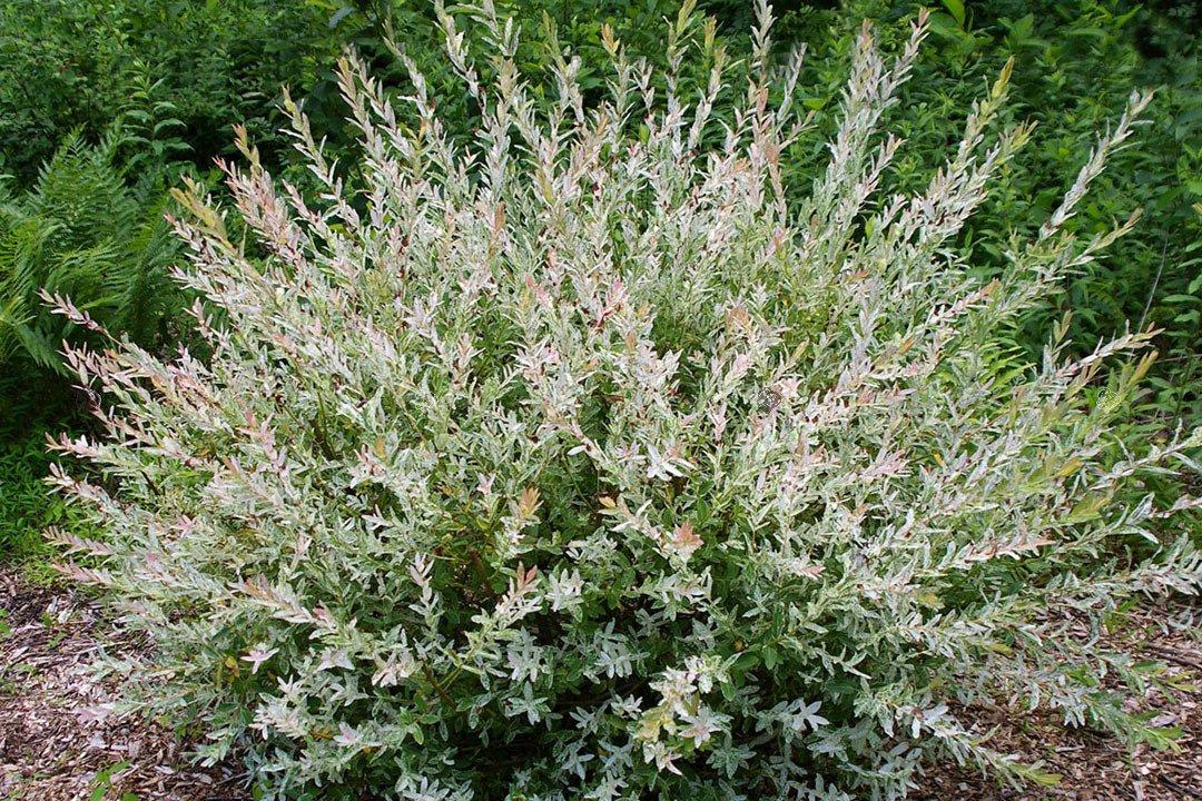 Salix integra ‘Hakuro Nishiki’ kirju rohelise, valge ja roosaka lehestikuga dekoratiivne paju.
