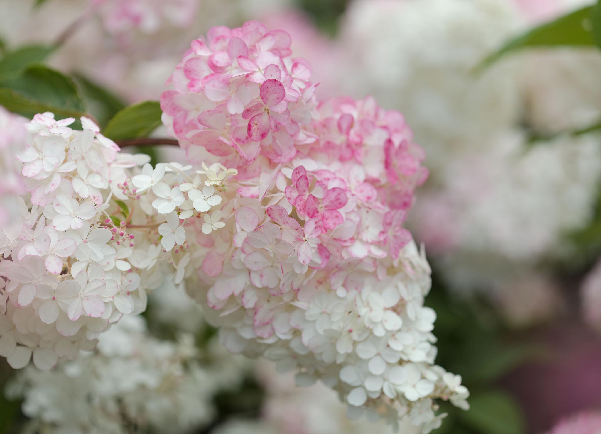 Hydrangea paniculata ‘Pink Light’ hortensia õrnade roosade ja kreemikate õisikutega.