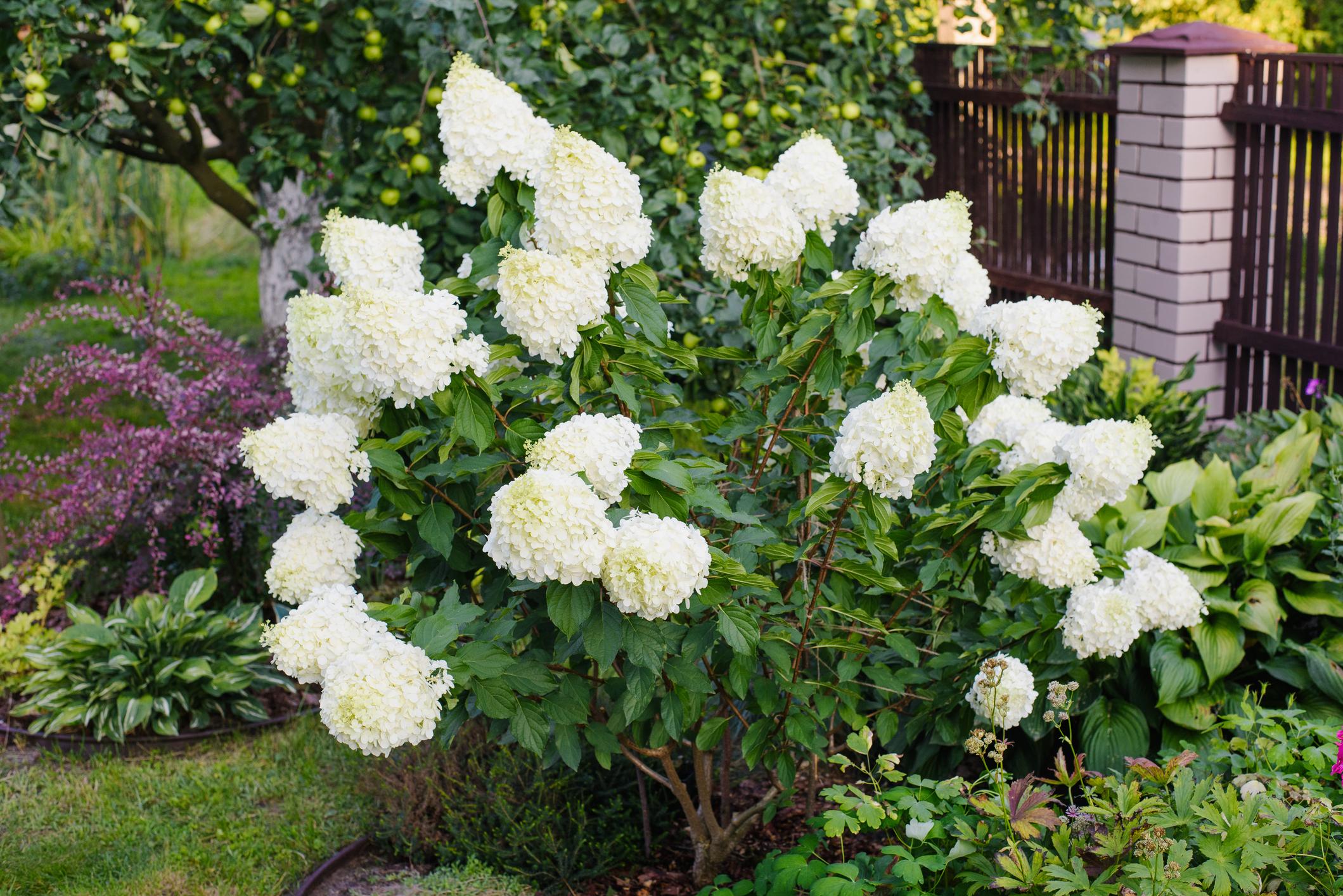 Hydrangea paniculata ‘Polar Bear’ hortensia suurte puhasvalgete õisikutega.