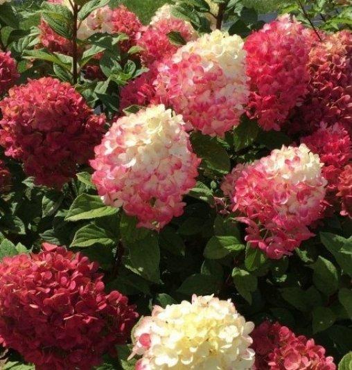 Hydrangea paniculata ‘Red Light’ hortensia sügavpunaste ja roosakate õisikutega.