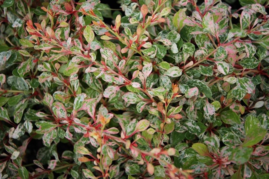 Berberis thunbergii ‘Natasza’ kukerpuu kirju rohelise, valge ja roosaka lehestikuga.