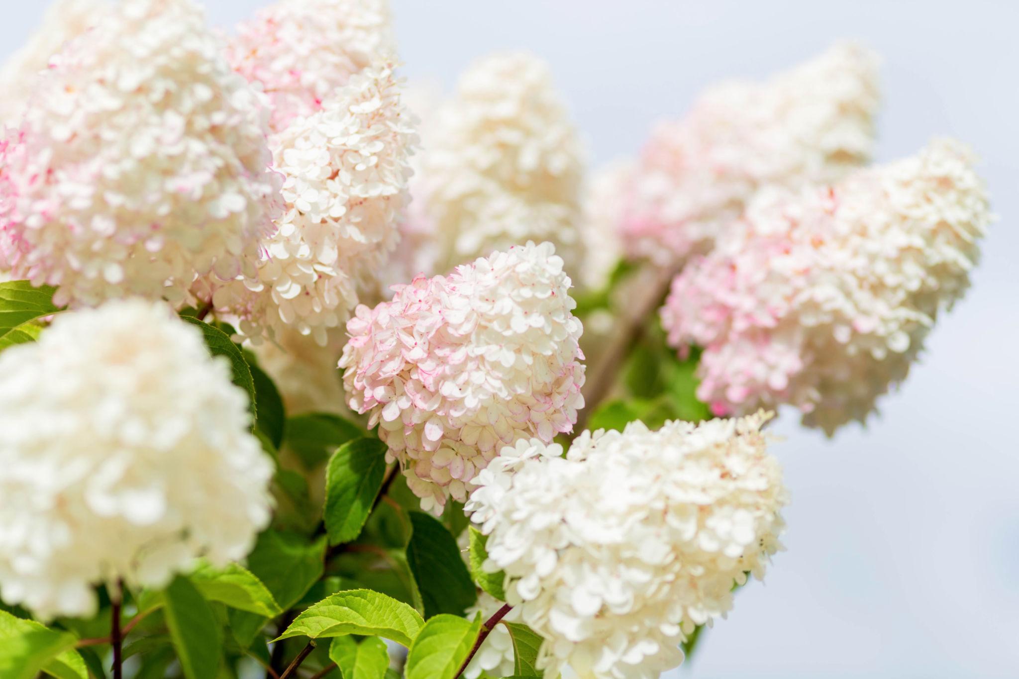 Hydrangea paniculata ‘White Light’ hortensia valgete ja õrnalt roosakate õisikutega.