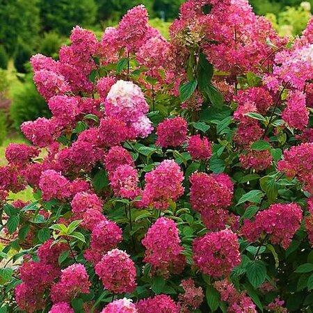 Hydrangea paniculata ‘Wim’s Red’ hortensia sügavpunaste õisikutega aias.
