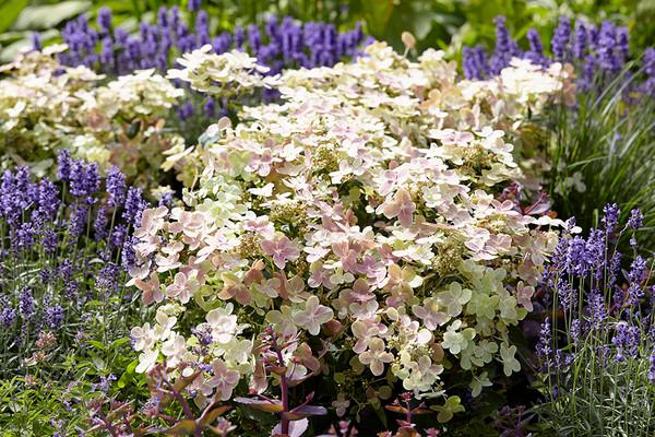Hydrangea paniculata ‘Polestar’ madal ja kompaktne hortensia valgete ja õrnroosade õisikutega.