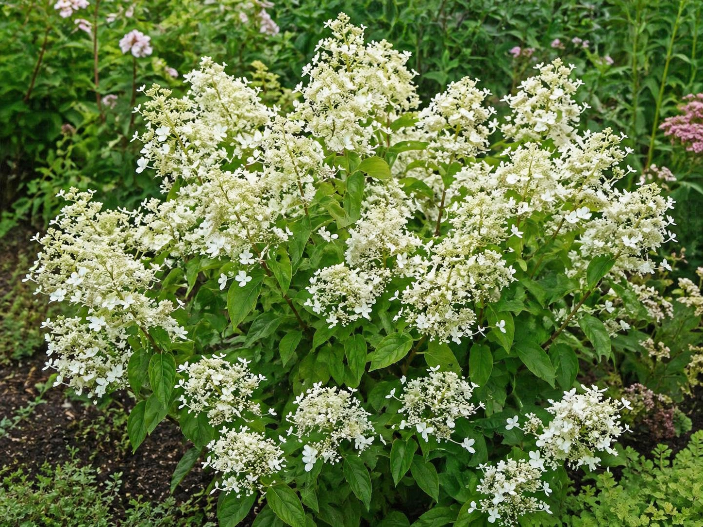 Hydrangea paniculata ‘Dentelle de Gorron’ hortensia õhuliste valgete õisikutega põõsal.