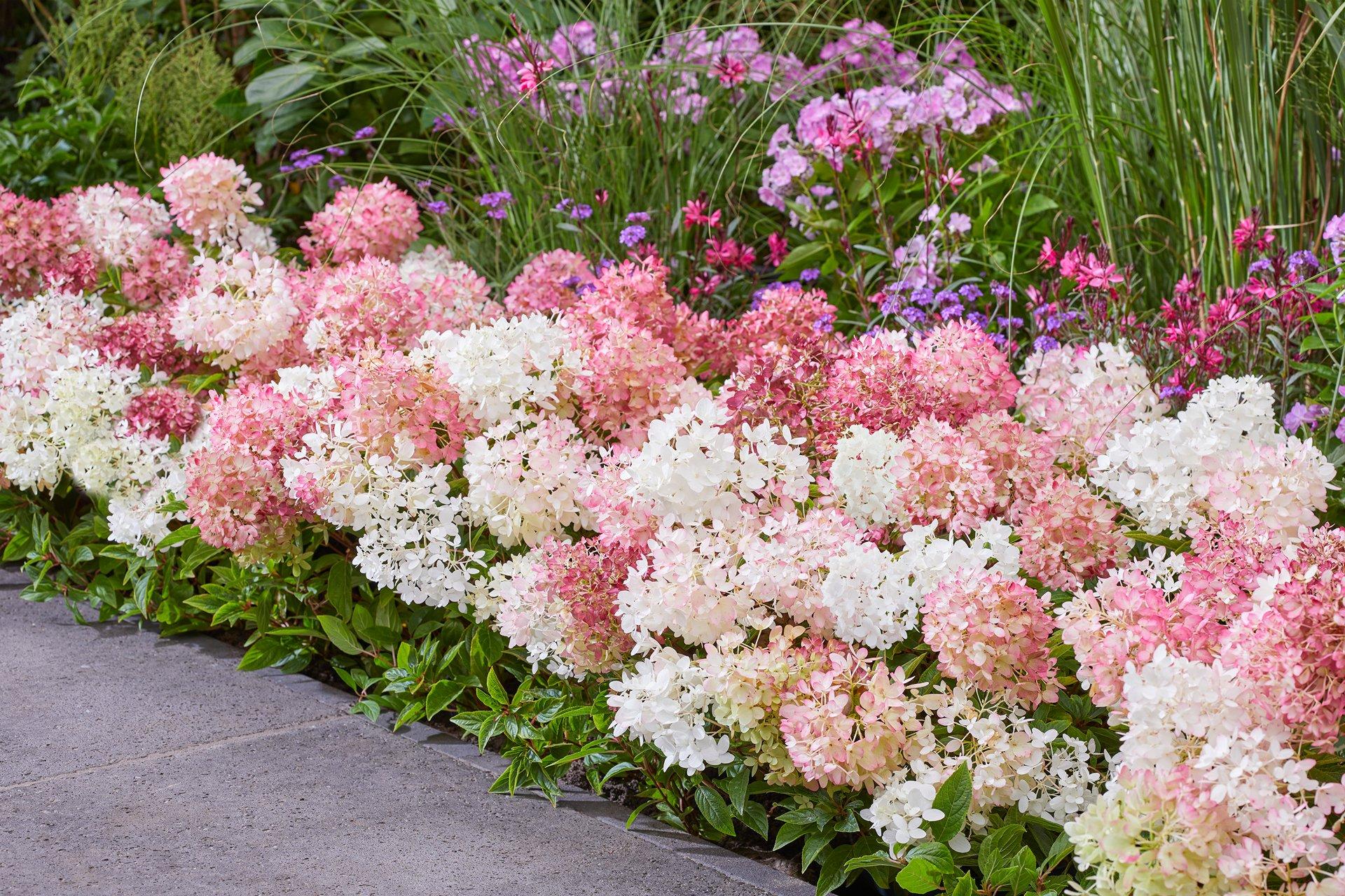 Hydrangea paniculata ‘Groundbreaker’ madal hortensia roosade ja valgete õisikutega.