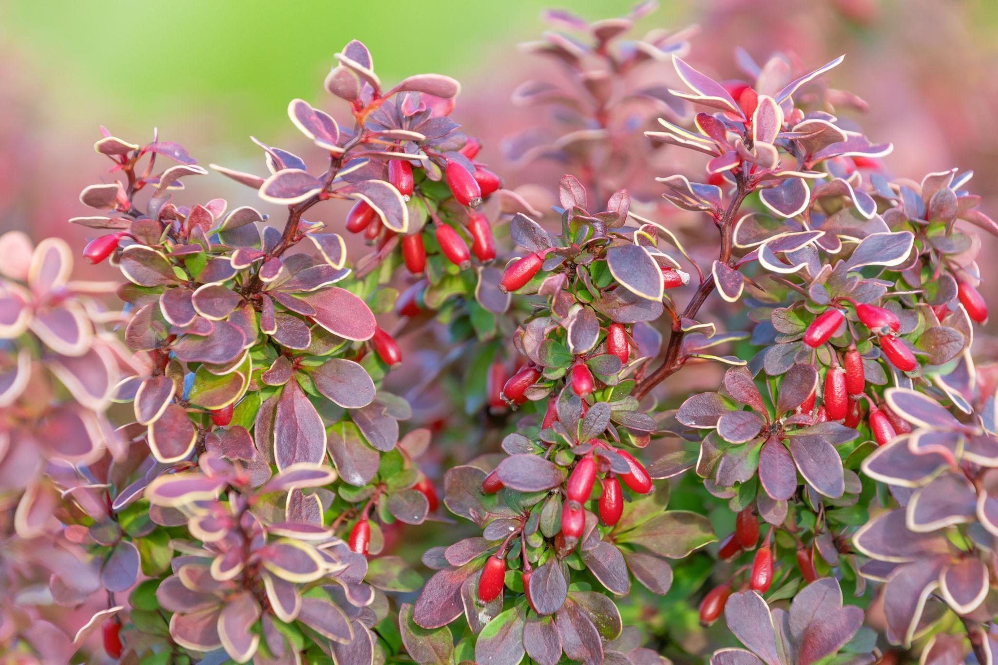 Berberis thunbergii ‘Red Jewel’ kukerpuu läikivate punaste lehtedega põõsas.