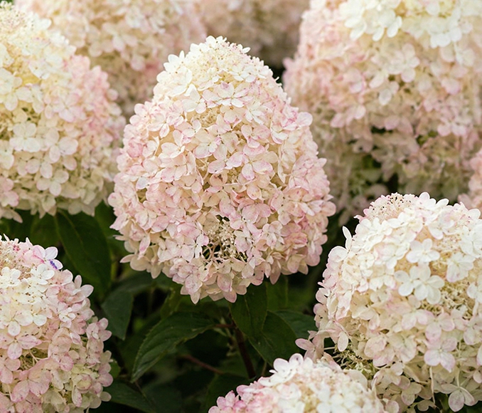 Hydrangea paniculata ‘Living Cotton Cream’ hortensia kreemikate ja õrnalt roosakate õisikutega.