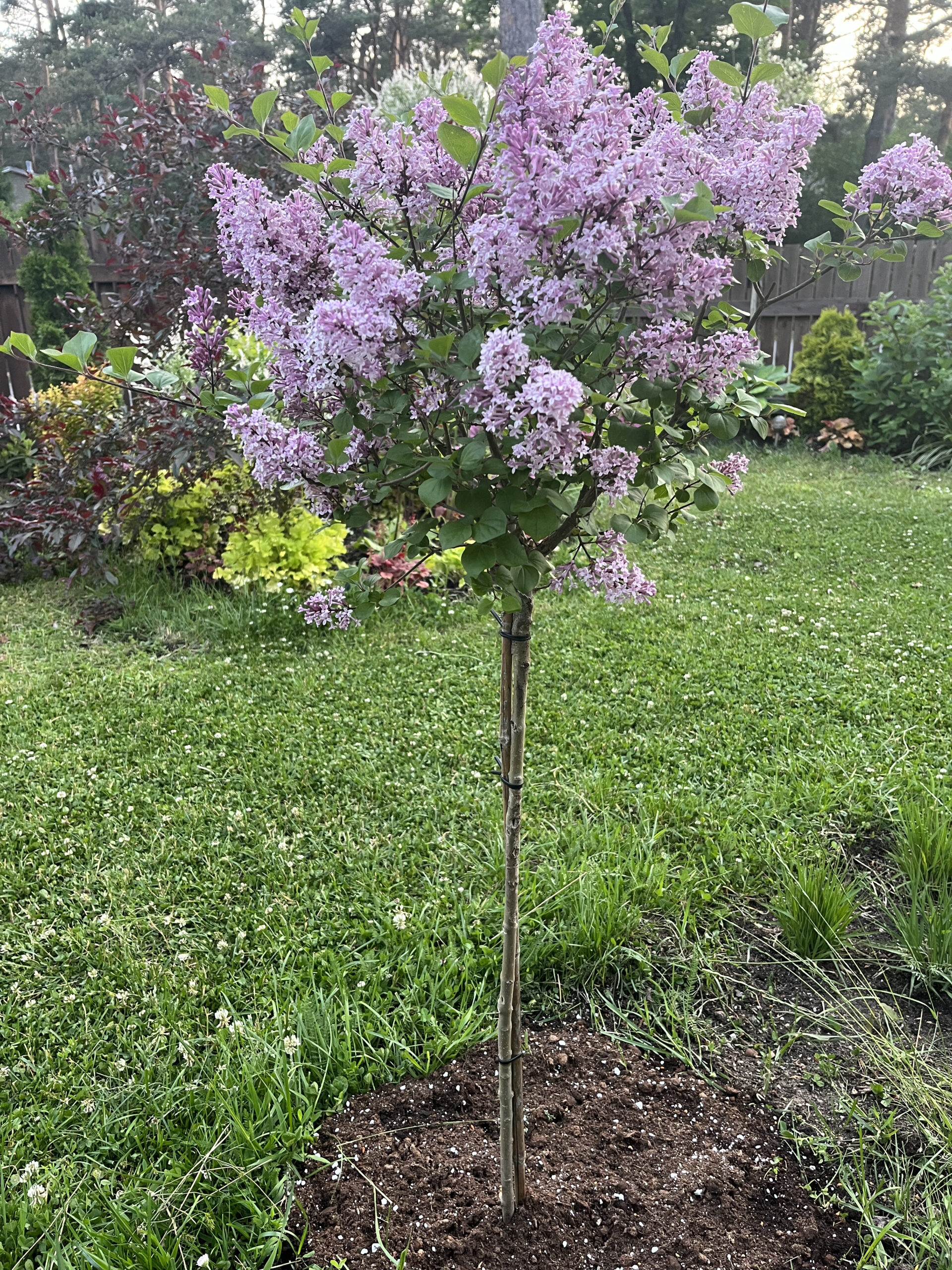 Syringa meyeri ‘Palibin’ madal ja kompaktne sirel helelillade lõhnavate õitega.