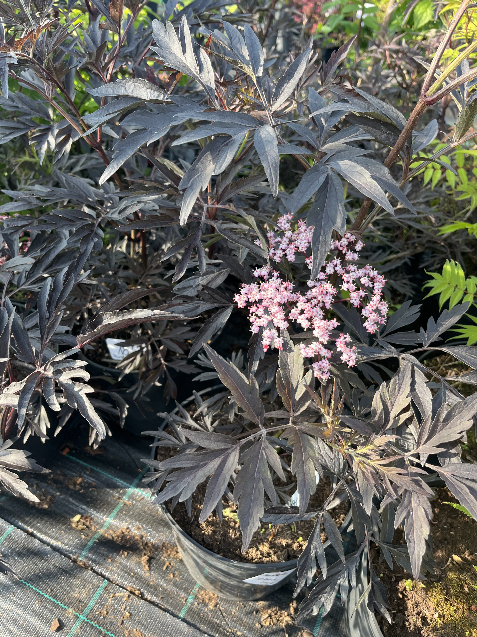 Sambucus nigra ‘Black Lace’ tumeda pitsilise lehestiku ja roosakate õitega must leeder.